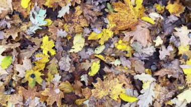 Sonbaharda düşen portakal yapraklı görüntüler.