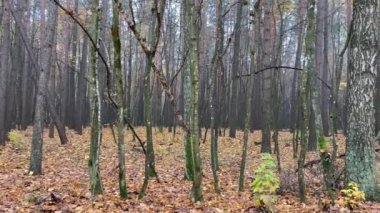 Düşen yapraklı sonbahar ormanının video görüntüleri.