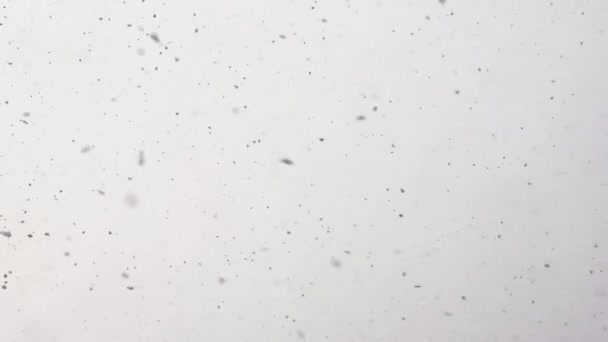 Анотація відеозапису з літаючими сніговими пластівцями — стокове відео