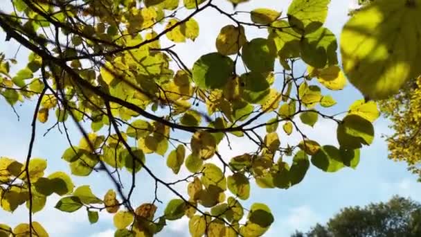 Die Blätter eines herbstlichen Laubbäumchens wiegen sich im Wind — Stockvideo