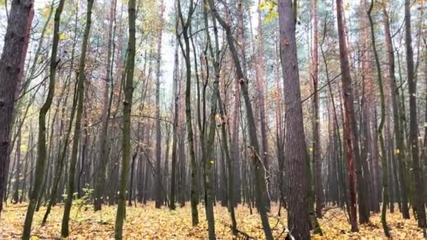 Videoopptak av høstskog med falne blader – stockvideo