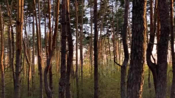 Nagranie wideo z letniego lasu w słonecznej pogodzie — Wideo stockowe