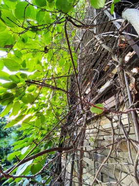 Parlak yeşil yaprakları ve güneş ışınlarıyla sürünen bitki