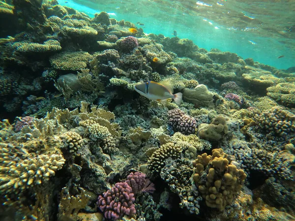 Kızıl Deniz 'de mercan resifli sualtı sahnesi — Stok fotoğraf