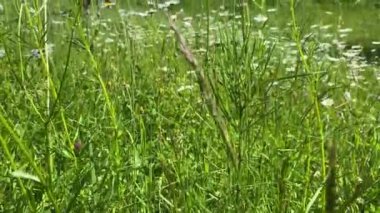 Bir at yeşil bir tarlada papatyalar ve diğer çiçeklerle otlar.