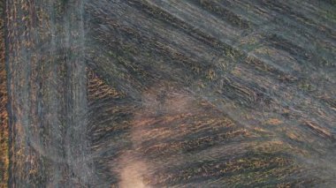 Birleştirilmiş havadan çekim. Tarım makineleri hasat sırasında tarım arazilerinde çalışıyor. Çiftçilik kavramı. Üst görünüm