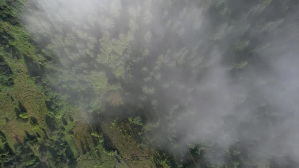 Volando sobre las altas montañas con bosque de pinos en hermosas nubes. Vista aérea — Vídeo de stock