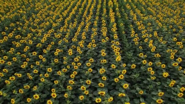 4k drone video of sunflower field. Aerial view of sunflowers. — Stock Video