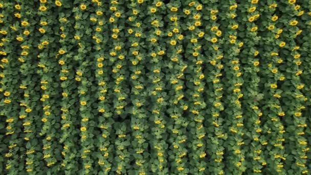 4k drone video van zonnebloemenveld. Luchtfoto van zonnebloemen. Uitzicht van bovenaf. — Stockvideo
