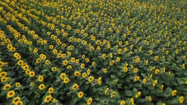 4k drone video of sunflower field. Aerial view of sunflowers. — Stockvideo