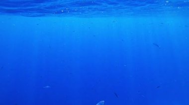 Mısır 'daki Kızıl Deniz yeraltı dünyasının video görüntüleri. HD video