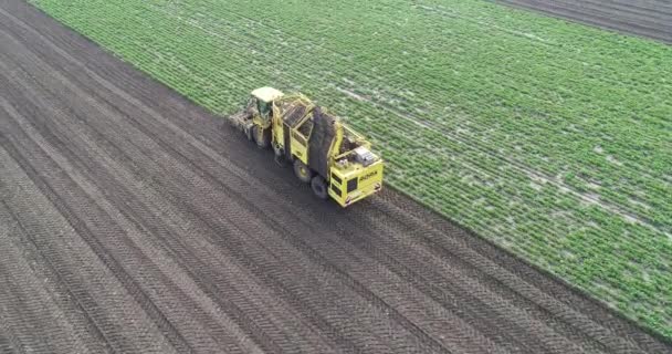 Specjalne maszyny rolnicze zbierają buraki na polu. Widok z lotu ptaka — Wideo stockowe