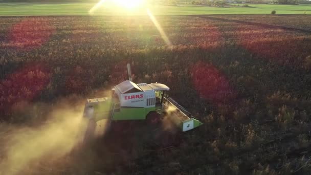 The harvester drives through the field with sunflowers and harvests. Aerial view — Stok video