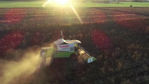 The harvester drives through the field with sunflowers and harvests. Aerial view — 비디오