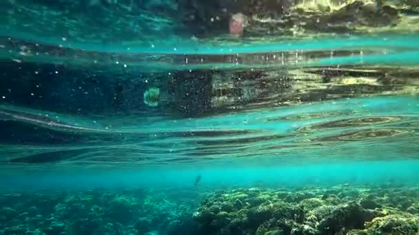 Images vidéo du monde souterrain de la mer Rouge en Egypte. Vidéo HD — Video