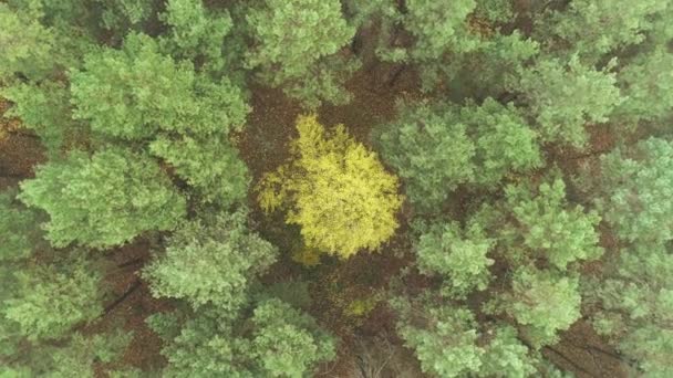 秋の森のトップダウンビュー、秋の森林空撮. — ストック動画