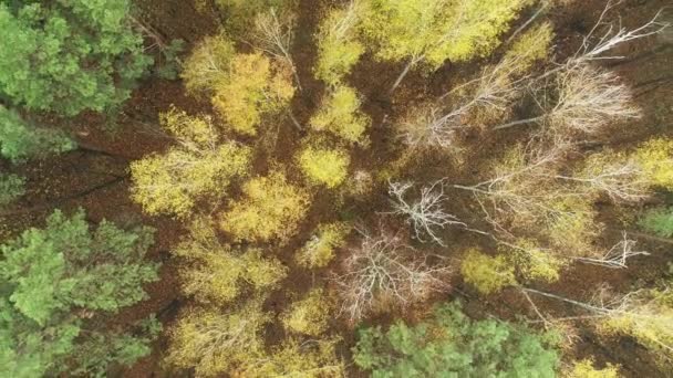 Shora dolů pohled na podzimní les, podzim lesní letecké záběry. — Stock video