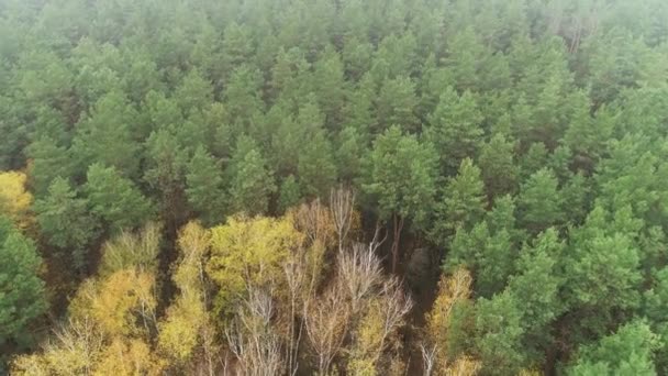 Vista de arriba hacia abajo del bosque de otoño, caída del bosque plano aéreo. — Vídeo de stock