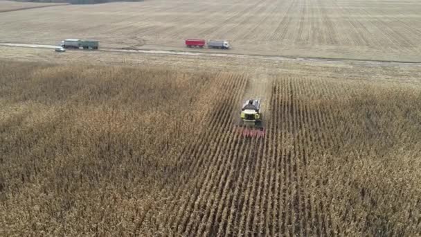 Widok z lotu ptaka na żniwiarkę zbierającą kukurydzę na polu. 4k materiał wideo z maszynami rolniczymi — Wideo stockowe