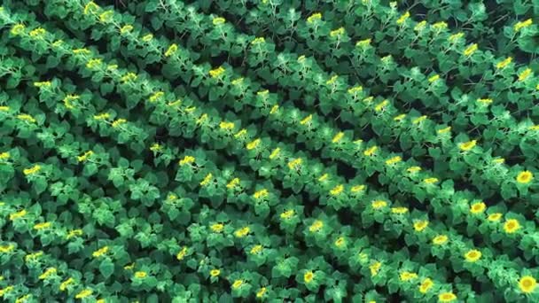 Rolnictwo 4k widok z lotu ptaka wideo z pola słonecznika. — Wideo stockowe