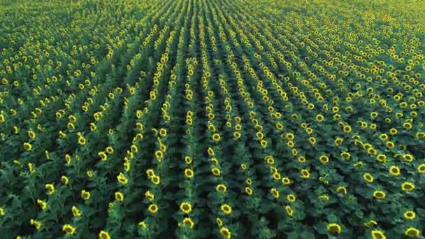 Agriculture 4k aerial view drone video of sunflower field. — Stock Video