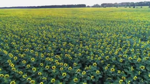 Landbouw 4k luchtfoto drone video van zonnebloem veld. — Stockvideo