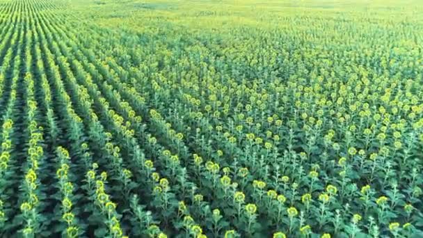 Agriculture 4k aerial view drone video of sunflower field. — Vídeo de Stock