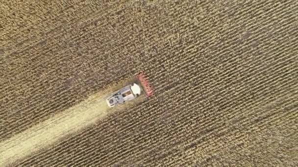 Aerial view of a harvester harvesting corn in the field. 4k video footage with agricultural machinery — Stock Video