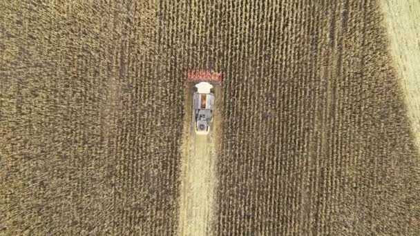 Aerial view of a harvester harvesting corn in the field. 4k video footage with agricultural machinery — Video Stock
