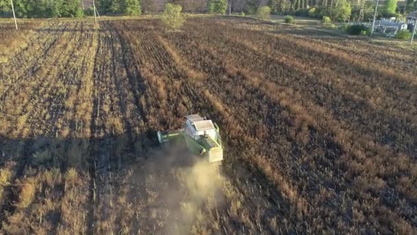 Die Erntemaschine fährt mit Sonnenblumen und Ernte durch das Feld. Luftaufnahme — Stockvideo