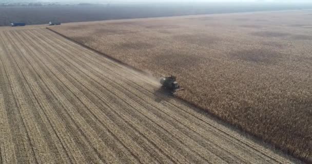 Widok z lotu ptaka na żniwiarkę zbierającą kukurydzę na polu. 4k materiał wideo z maszynami rolniczymi — Wideo stockowe