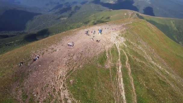 Aerial view of tourists climb to the top of the mountain Hoverla, Ukraine — Stockvideo