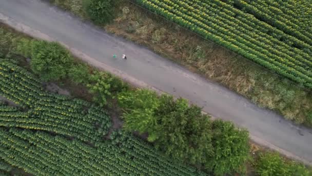Aerial view of a happy child and his mother running across the field with sunflower — Vídeo de Stock