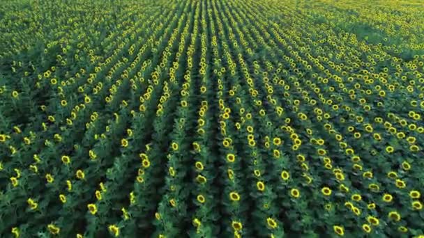 Landbouw 4k luchtfoto drone video van zonnebloem veld. — Stockvideo