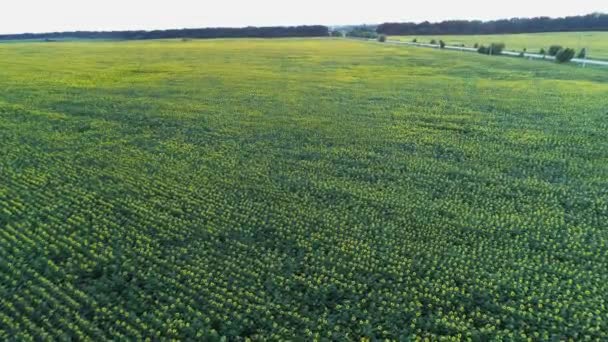 Landbouw 4k luchtfoto drone video van zonnebloem veld. — Stockvideo