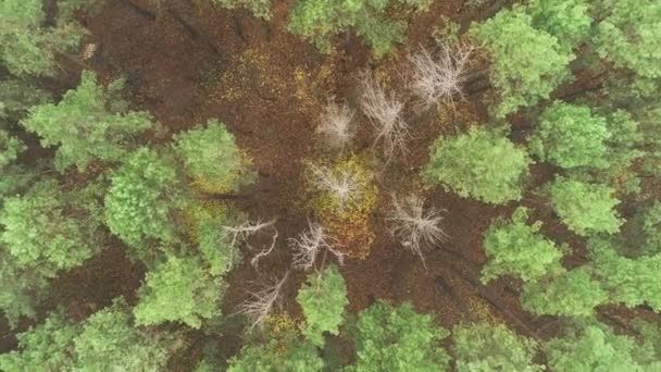 秋の森のトップダウンビュー、秋の森林空撮. — ストック動画