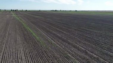 Seçilmiş bir alanın üzerinde İHA uçurmak. Hava görüntüsü 4k video