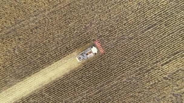 Aerial view of a harvester harvesting corn in the field. 4k video footage with agricultural machinery — Stockvideo