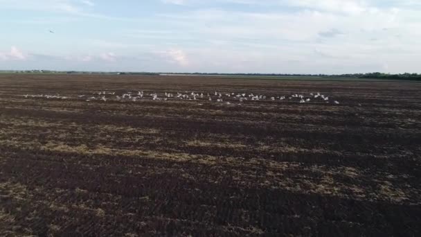 Aerial view video footage of birds flying over the field — Stok video