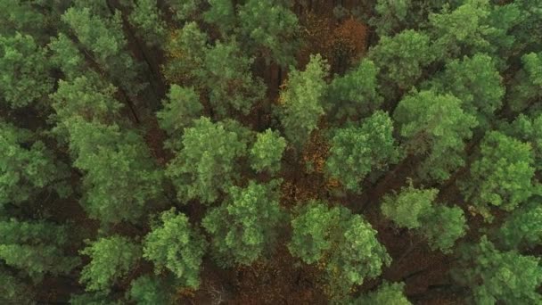 Vista de cima para baixo da floresta de outono, queda floresta aérea tiro. — Vídeo de Stock