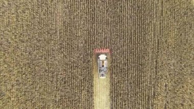 Tarlada mısır toplayan bir hasatçının hava görüntüsü. Zirai makinelerle 4k video görüntüsü