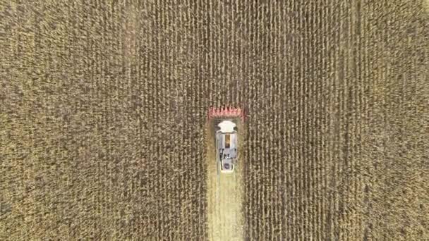 Aerial view of a harvester harvesting corn in the field. 4k video footage with agricultural machinery — Video Stock