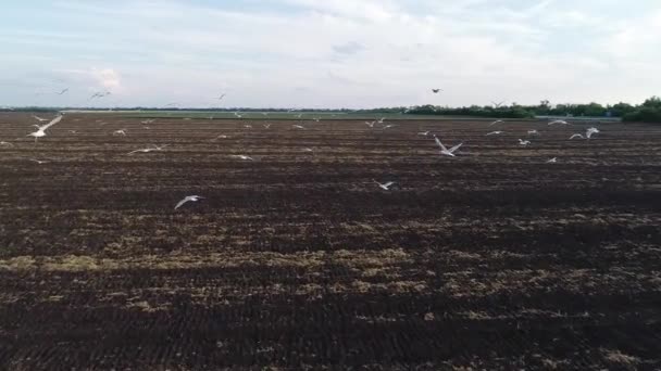 Aerial view video footage of birds flying over the field — Vídeo de stock