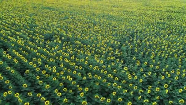 Agriculture 4k vue aérienne drone vidéo de champ de tournesol. — Video