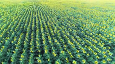 Tarım 4k hava görüntüsü. Ayçiçeği tarlasının insansız hava aracı videosu..