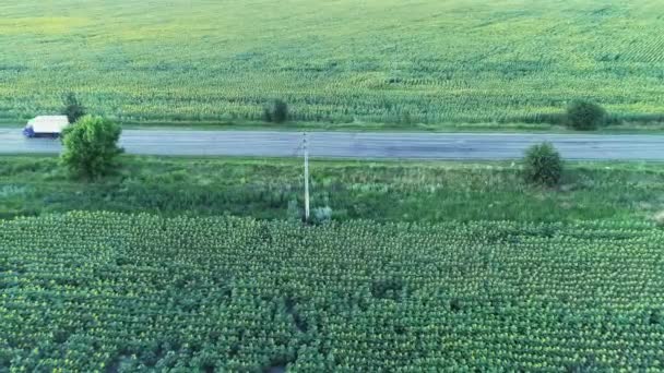 Agriculture 4k aerial view drone video of sunflower field. — Stockvideo