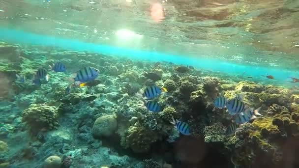 아름다운 산호와 이국적 인 물고기가 있는 수중 세계의 느린 HD 영상입니다. 홍해. 이집트 — 비디오