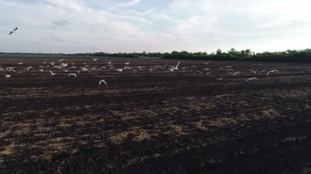Arazinin Üzerinde Uçan Kuşların Hava Görüntüsü Kalitesi — Stok video