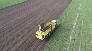 Üzerinde pancar kökleri olan ve özel tarım makinelerinin pancar kökü topladığı bir alanın havadan görünüşü. Bir hasatçının 4K video görüntüsü..
