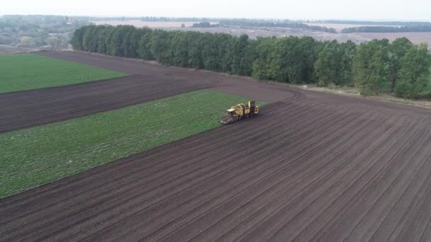 Aerial View Field Beetroots Which Special Agricultural Machinery Drives Collects — стоковое видео